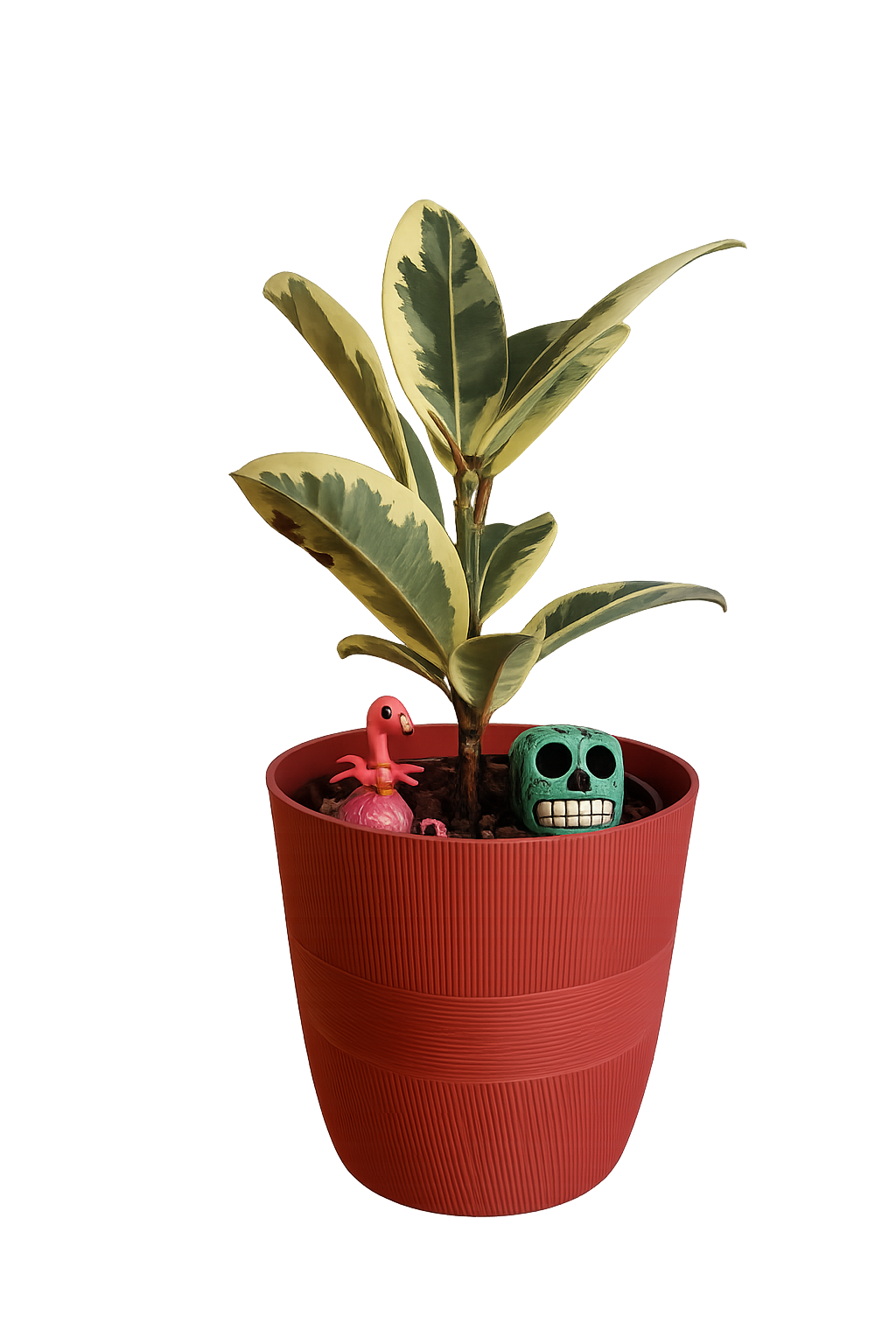 Rubber Plant
